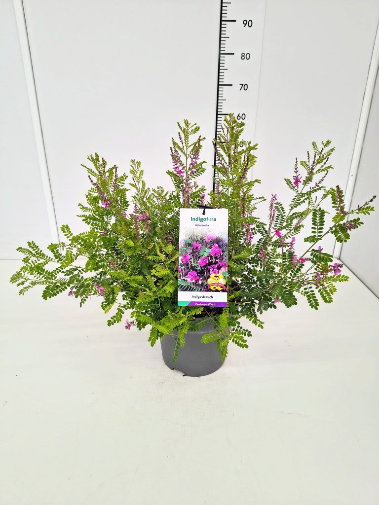 TW-2766128