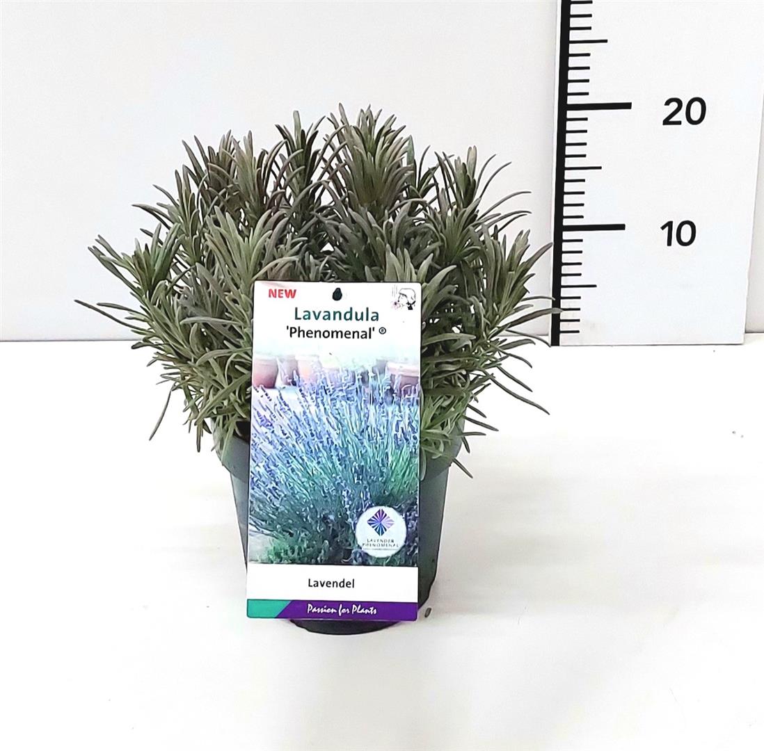Lavendel int. &