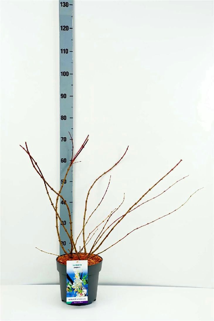 Lonicera purpusii C10 (10 liters kruka) 100-125 cm