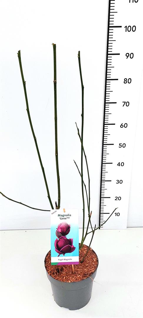 Magnolia &