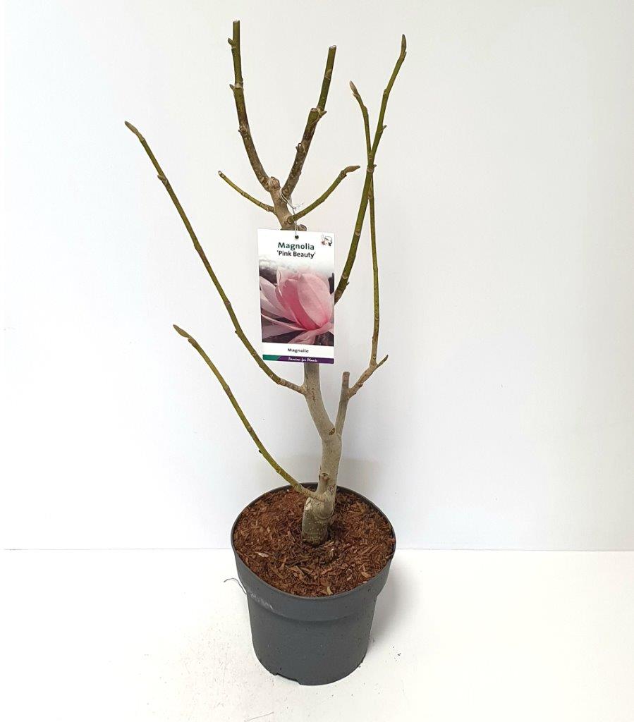 Magnolia &