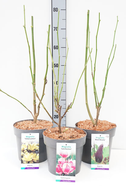 Magnolia i sorter C5 (5 liters kruka) 50-60 cm