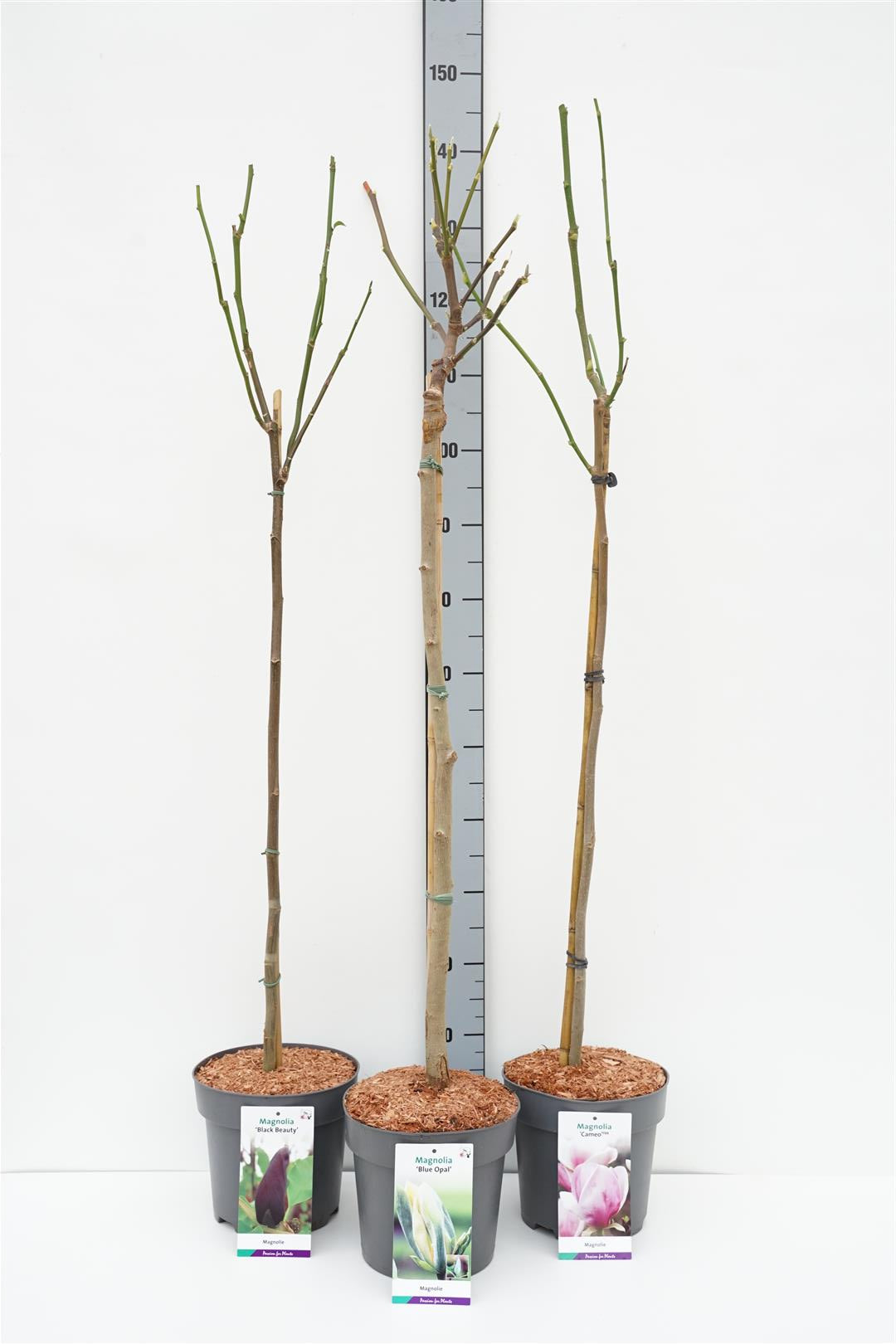 Magnolia in cultivars - 80 CM STEM C5/P23