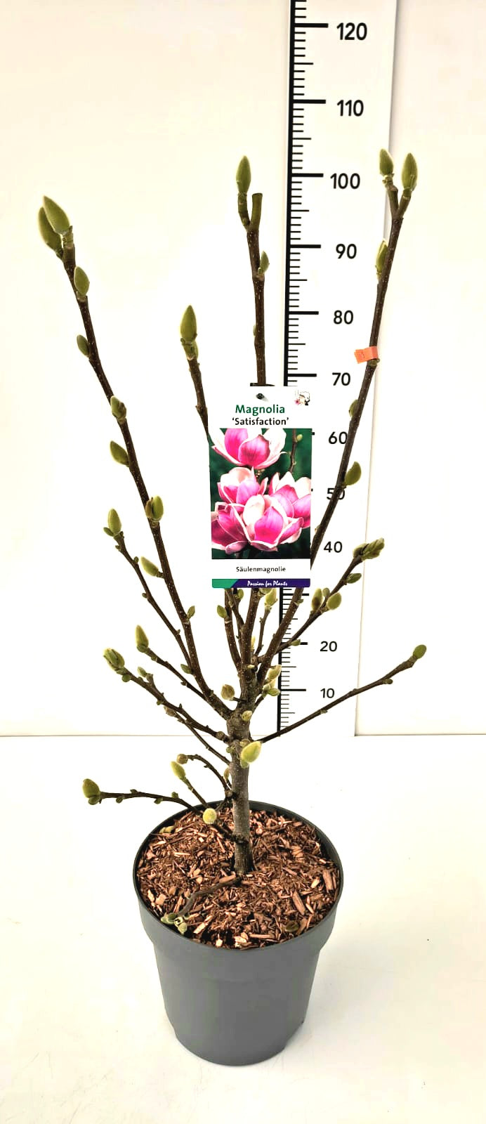 Magnolia &