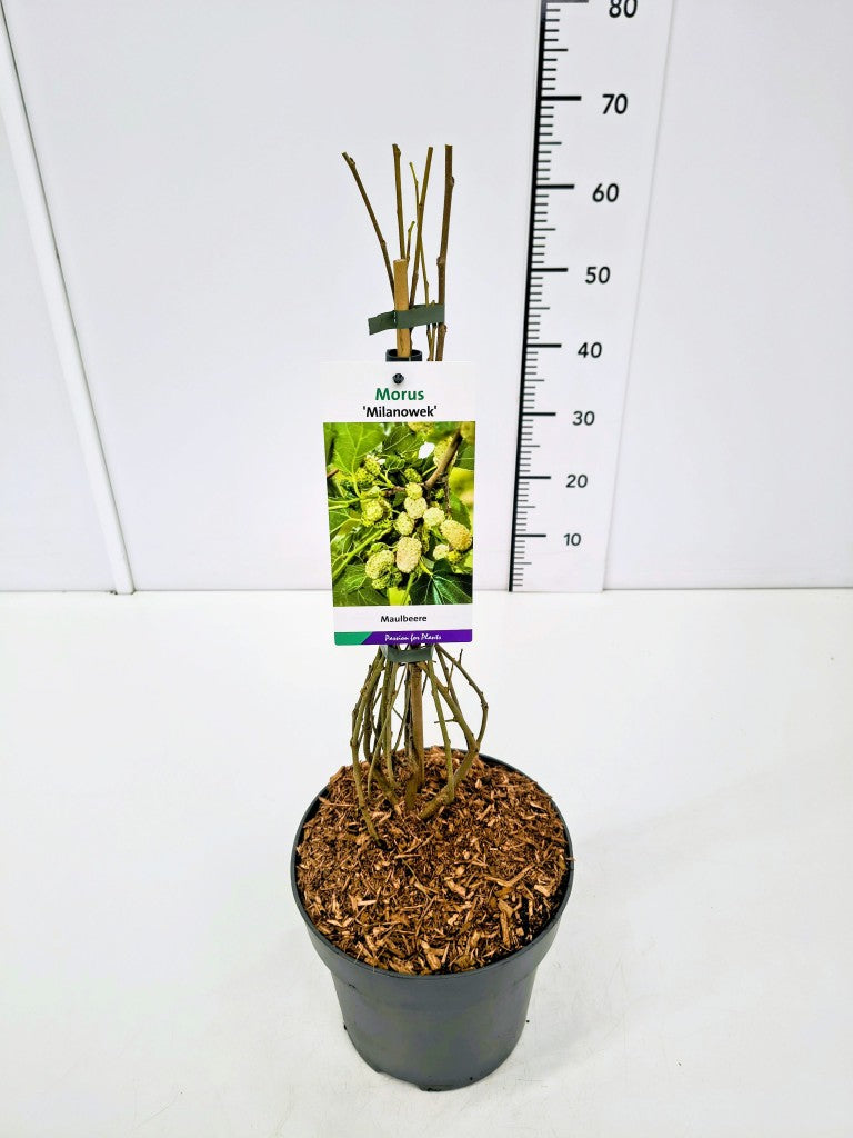 Morus alba &