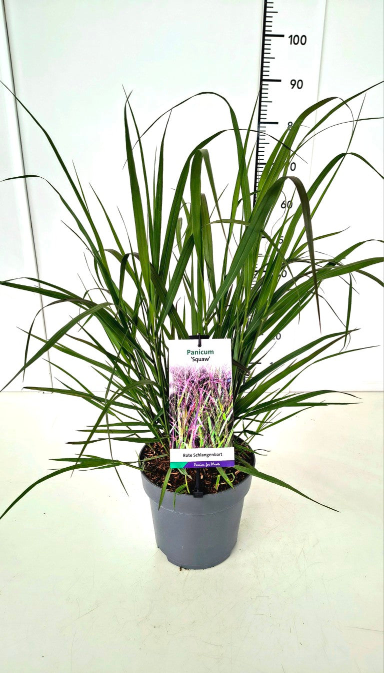 Jungfruhirs virgatum &