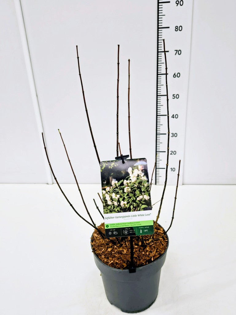 Schersmin &