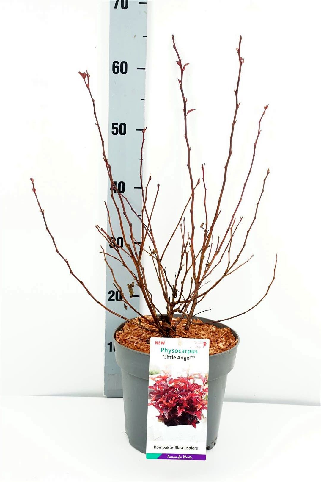 Smällspirea op. &