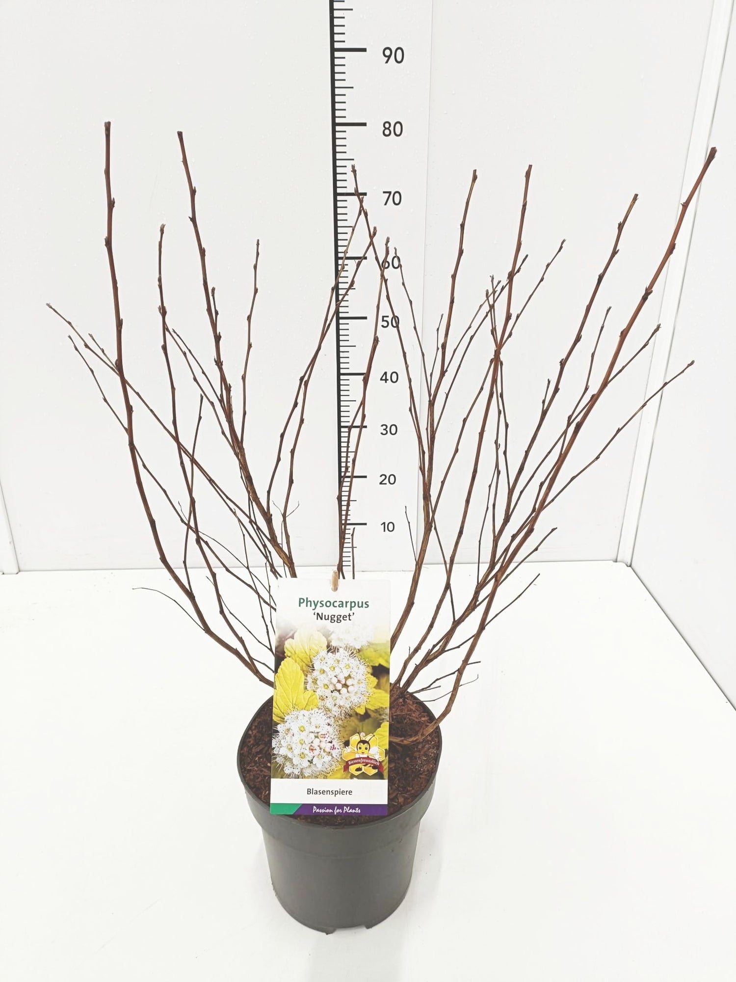 Smällspirea op. &