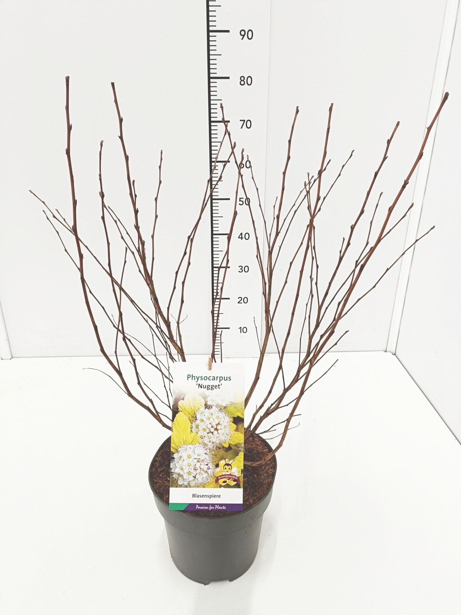 Smällspirea op. &