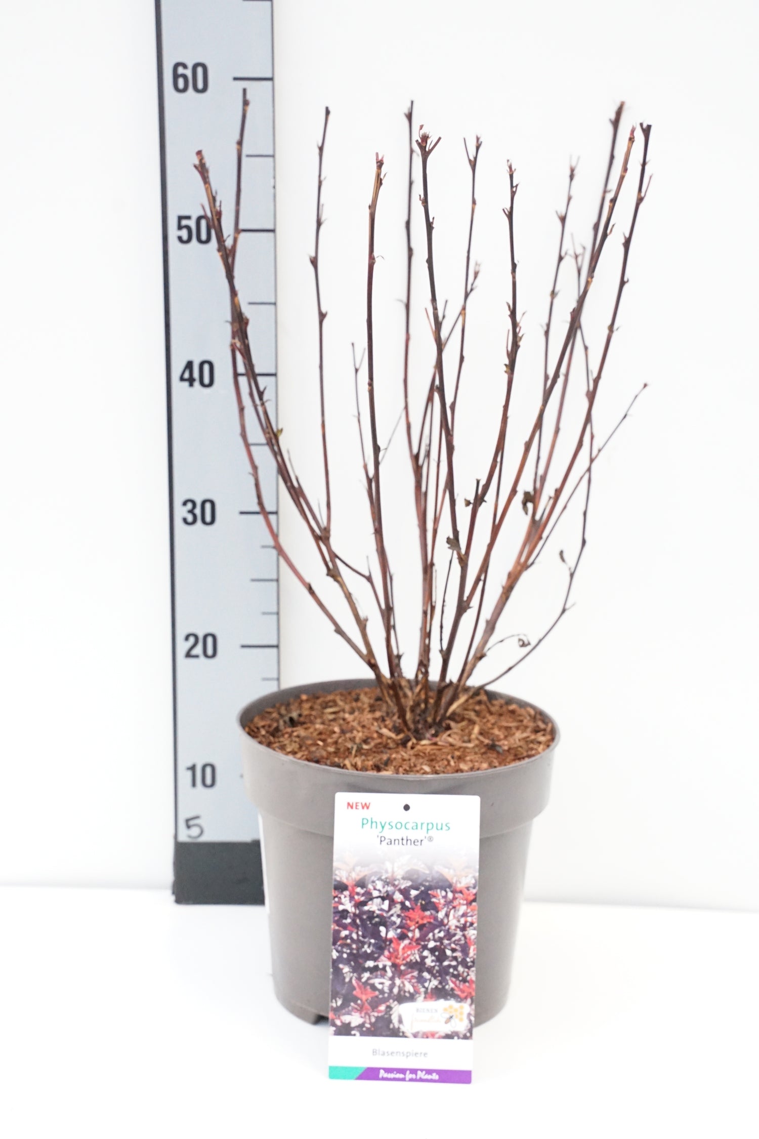 Smällspirea opul. &