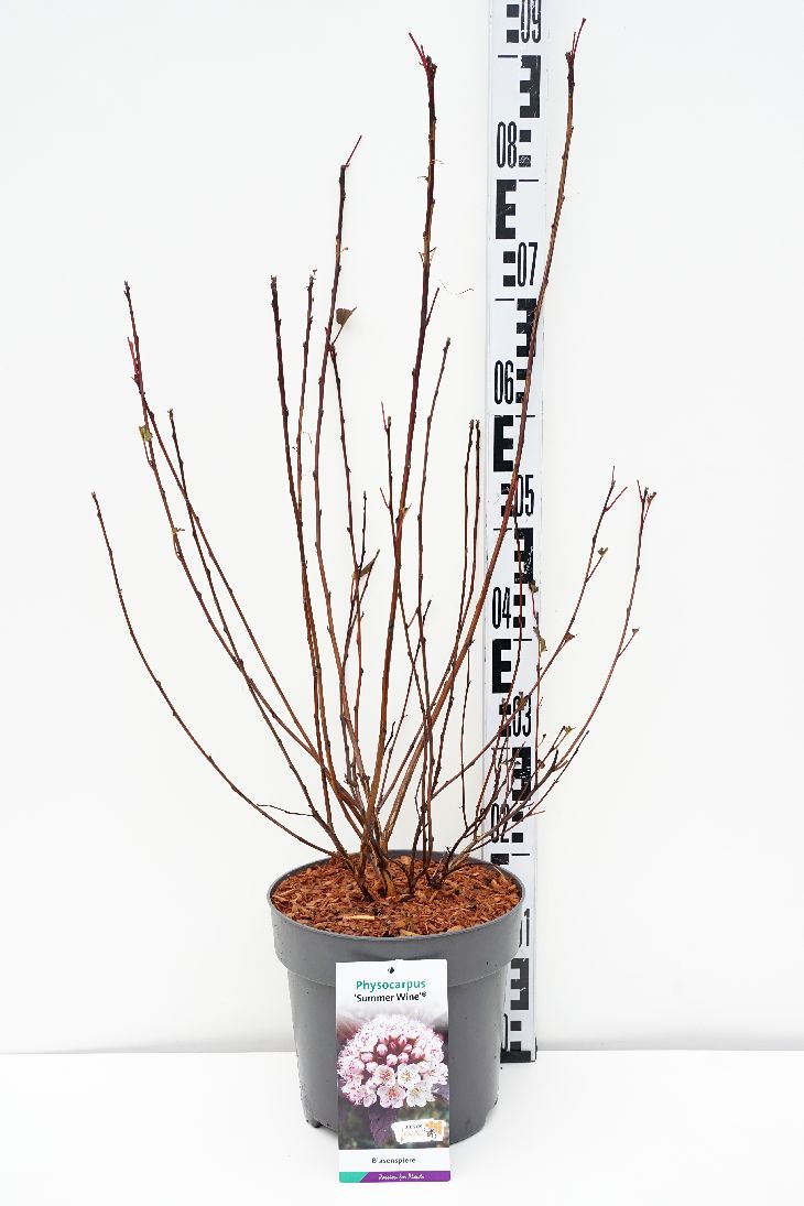 Physocarpus opulifolius &