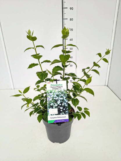 Philadelphus &