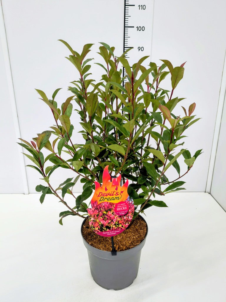 Glansmispel fraseri &