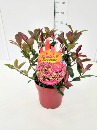 Photinia fraseri &