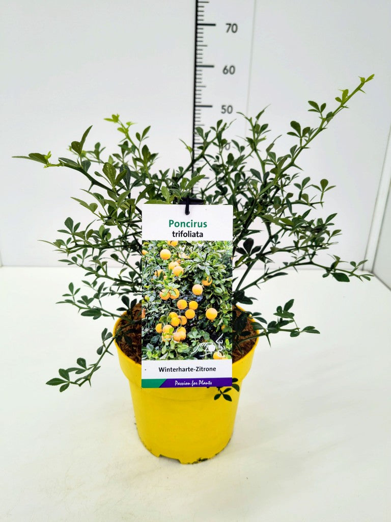 Citrontörne trifoliata - C5/P23 40-50 CM