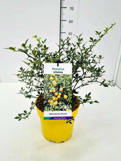 Poncirus trifoliata 40-50 cm C5 (5 liters kruka)