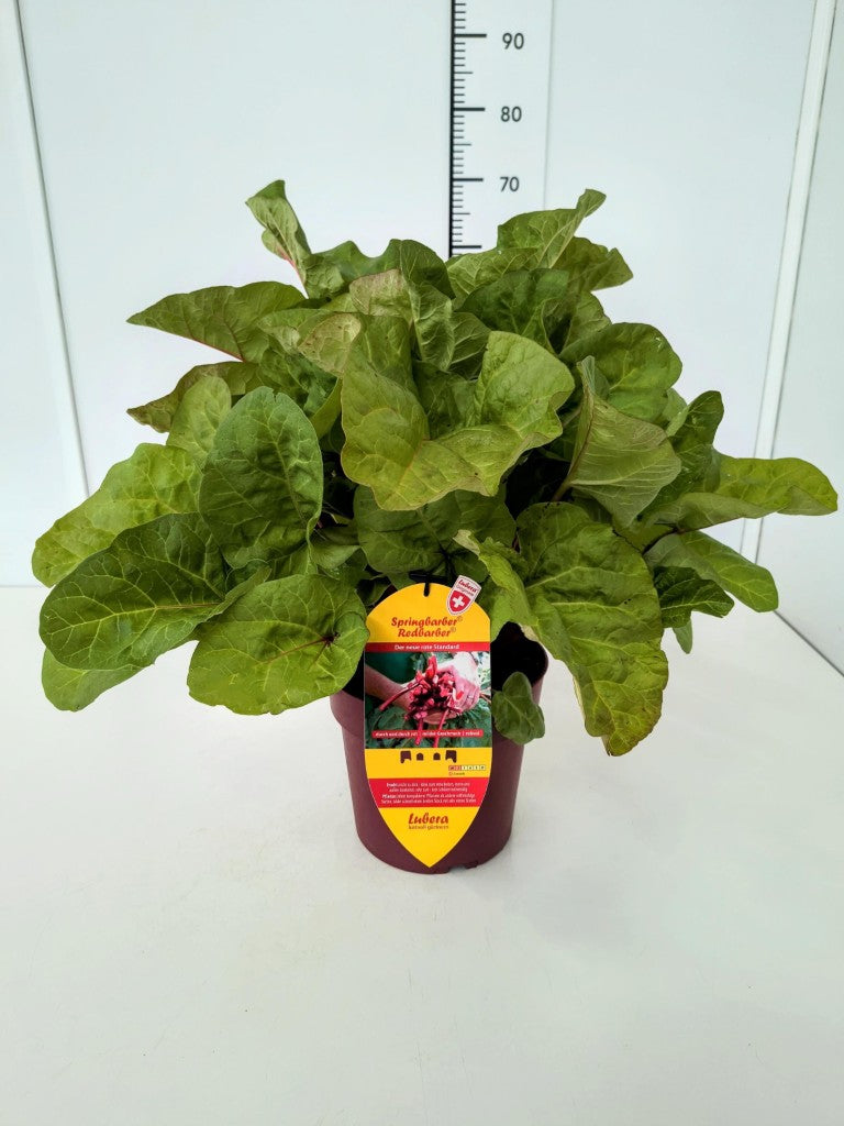 Rheum rhabarbarum &