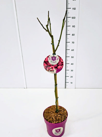 Rubus idaeus &