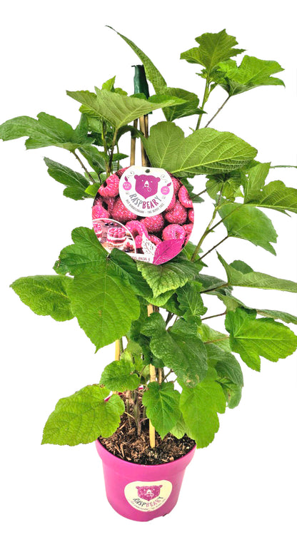 Rubus idaeus &