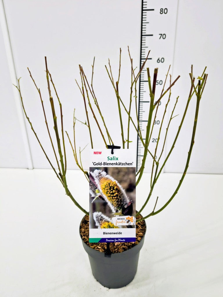 Salix caprea &