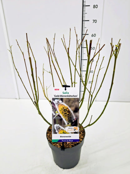 Salix caprea &