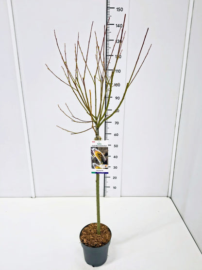 Salix cap. &