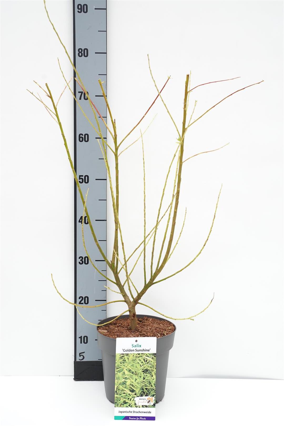 Salix u. &