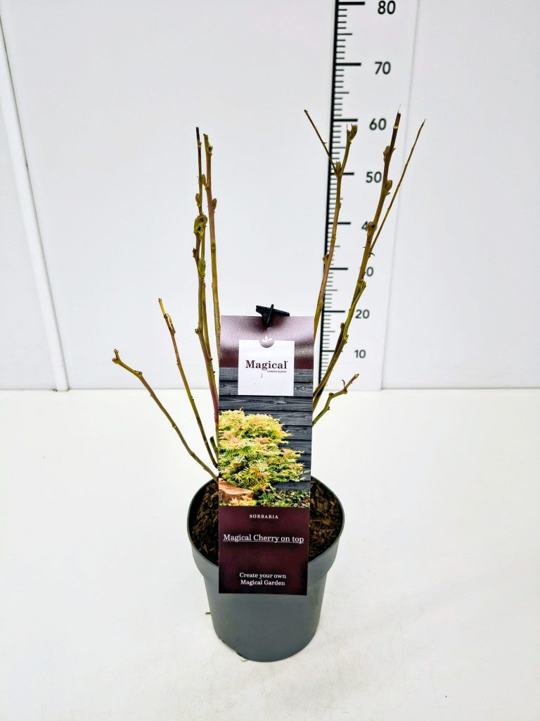 Rönnspirea ´Cherry on Top´ - C3/P19 30-40 CM