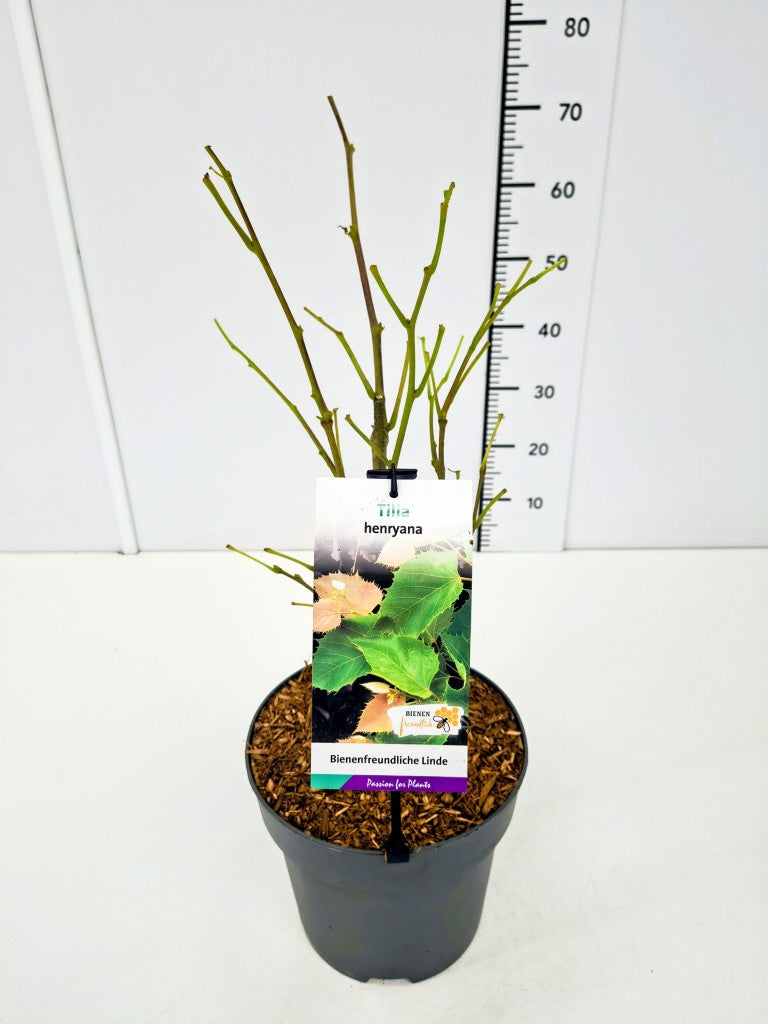 Lind henryana - C7,5/P26 30-40 CM