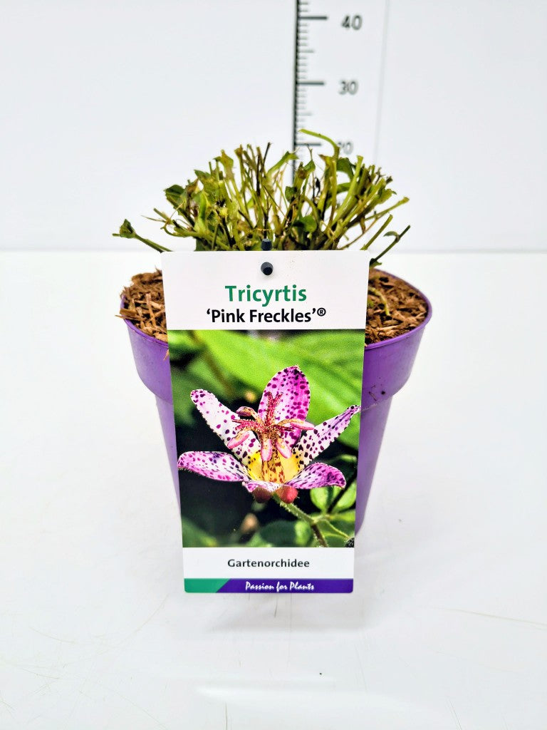 Tricyrtis formosa &