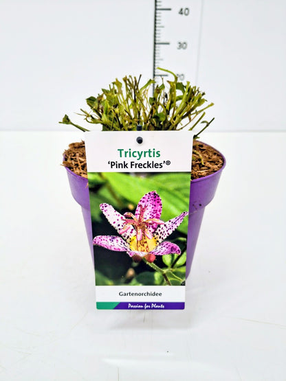 Tricyrtis formosa &