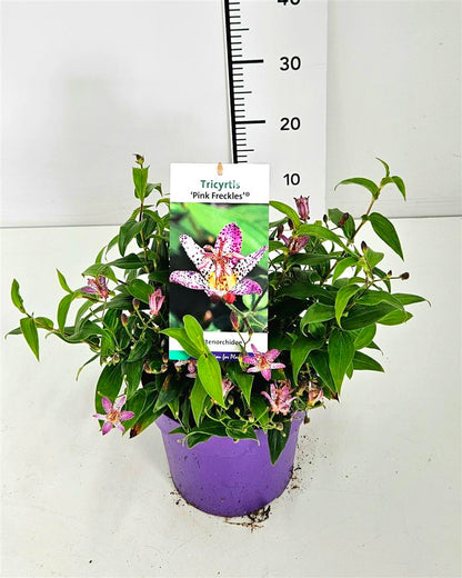 Tricyrtis formosa &