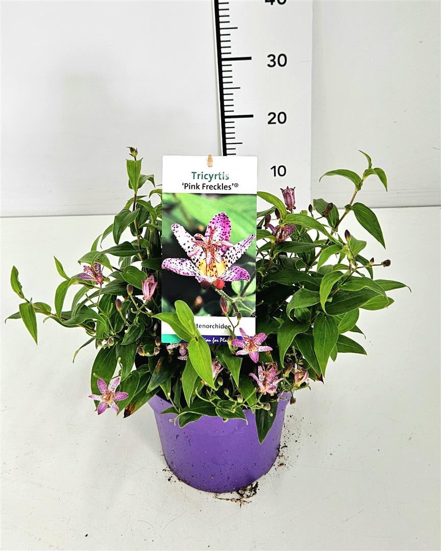 Tricyrtis formosa &