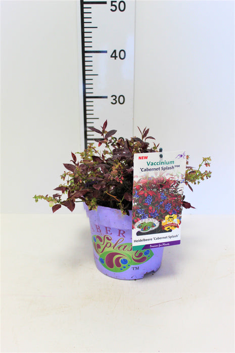 Vaccinium cor. 'Cabernet Splash'®