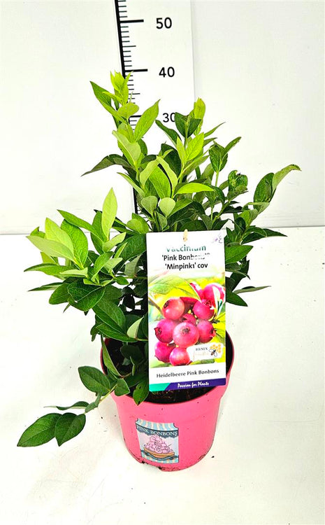 Vaccinium cor. 'Pink Bonbons'®