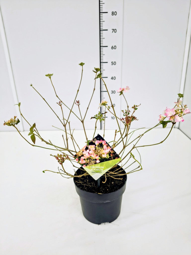 Viburnum plic. &
