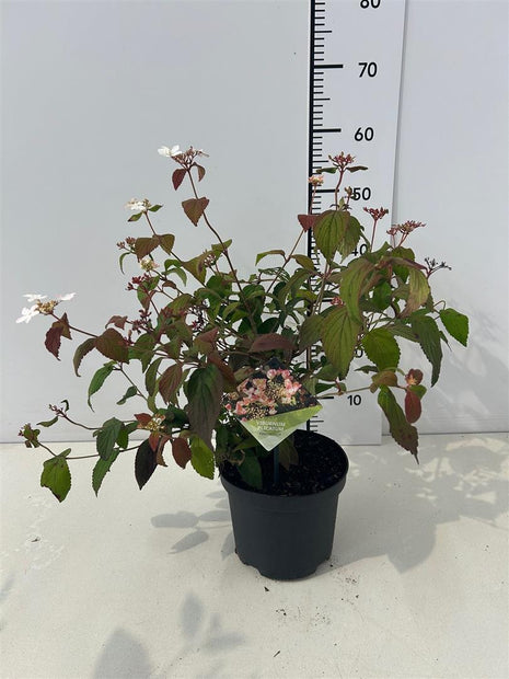 Viburnum plic. 'Pinkimono'®