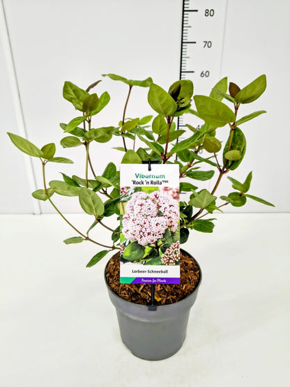 Viburnum tinus &