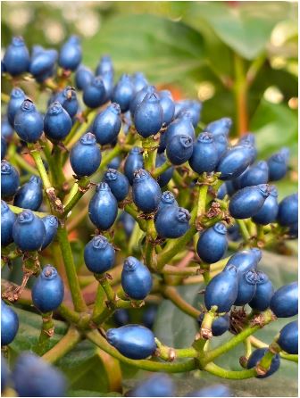 Viburnum tinus &