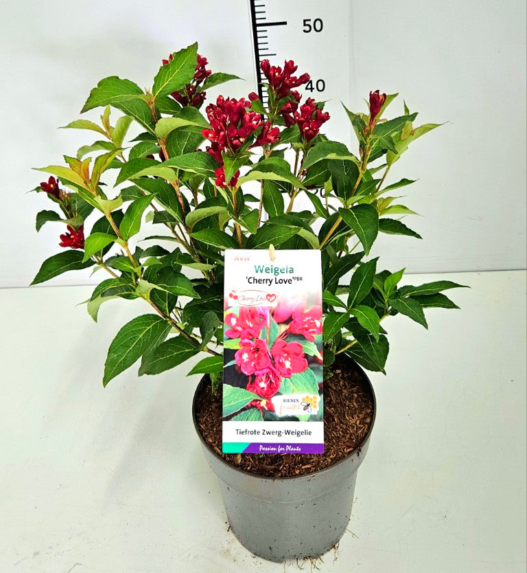 Weigela &