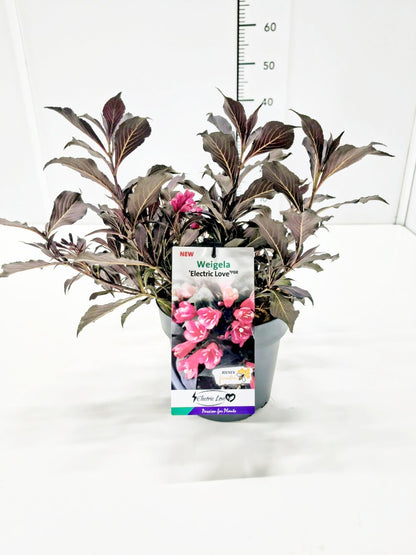 Weigela &