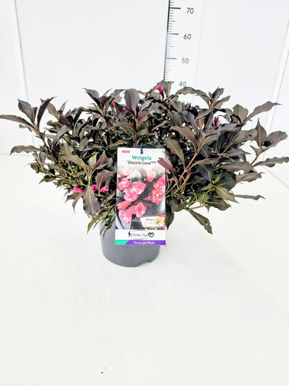 Weigela &