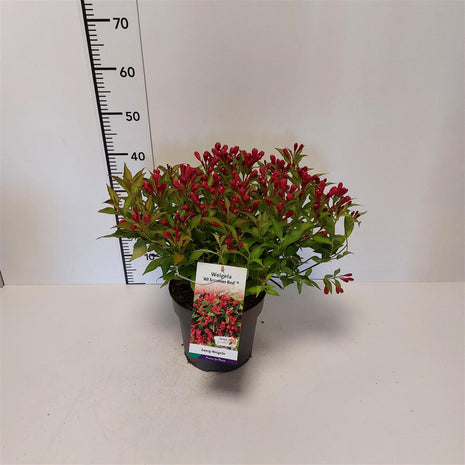 Weigela florida 'All Summer Red'