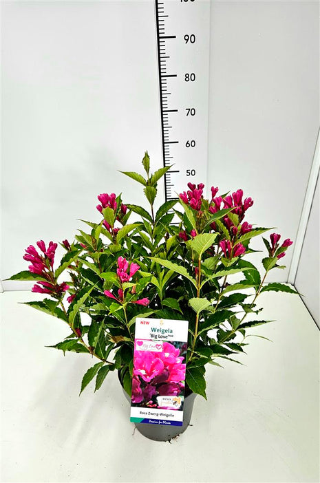 Weigela 'Big Love'®