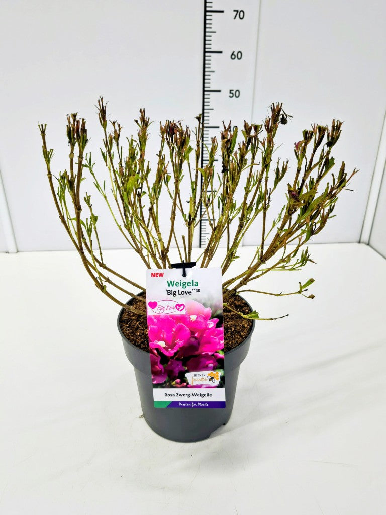 Weigela &