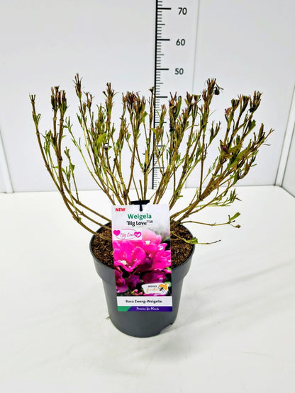 Weigela &