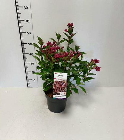 Weigela &