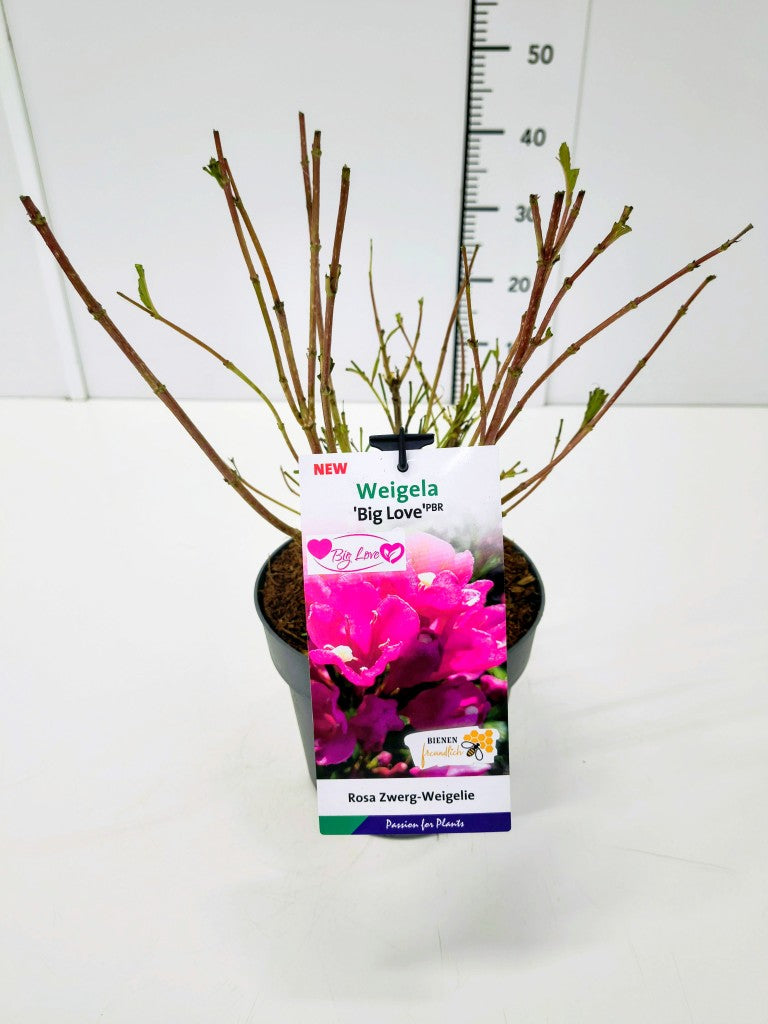 Weigela &