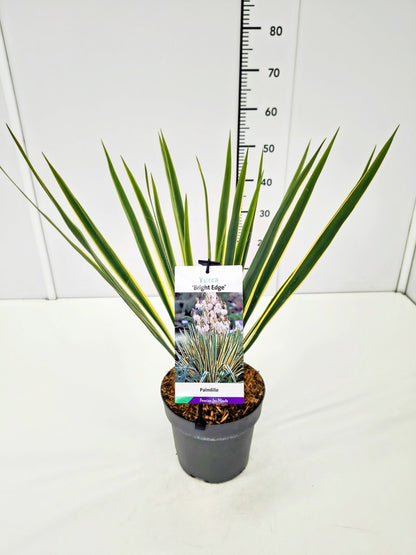 Yucca filamentosa &
